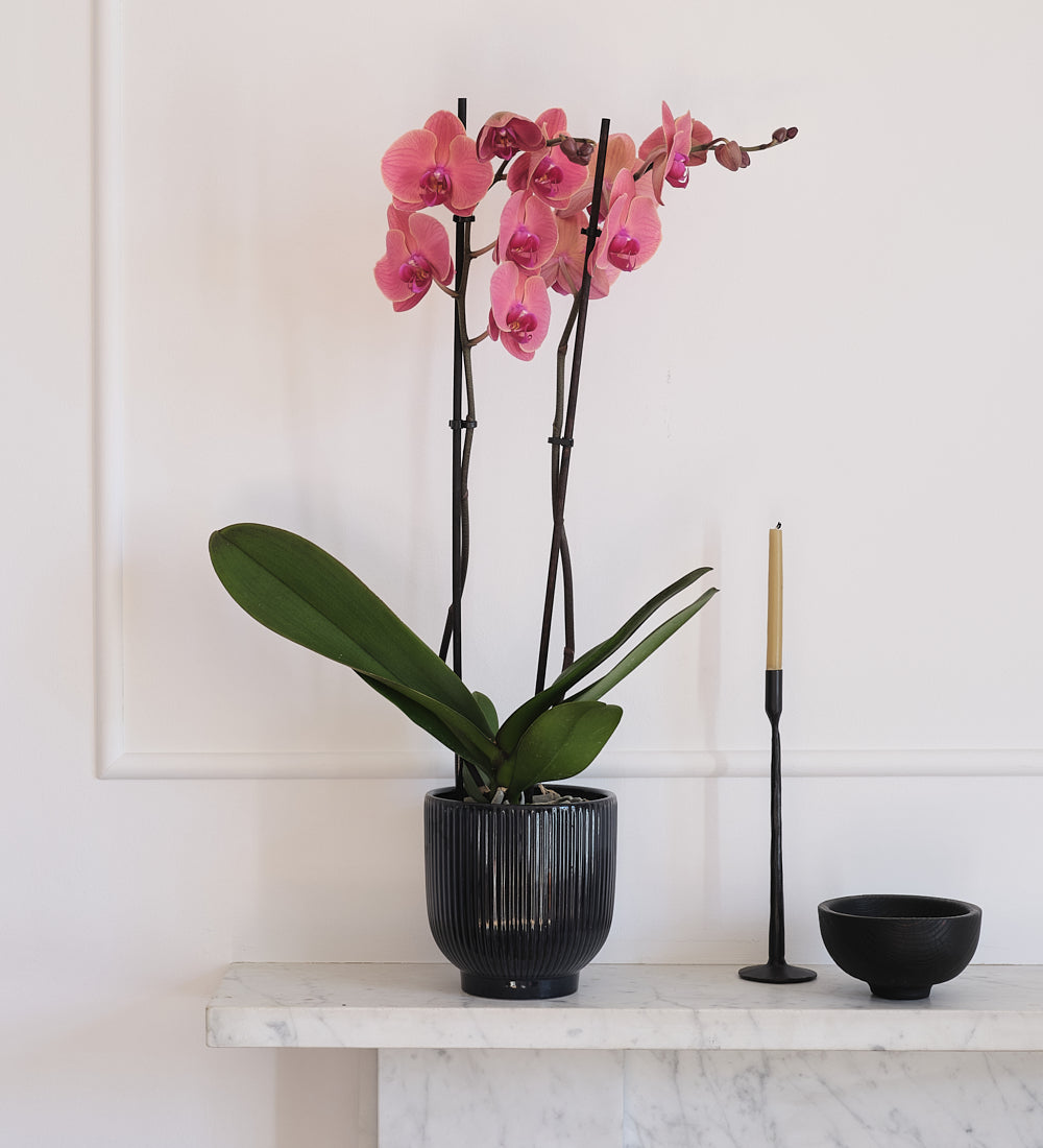 Coral Orchid & Pot