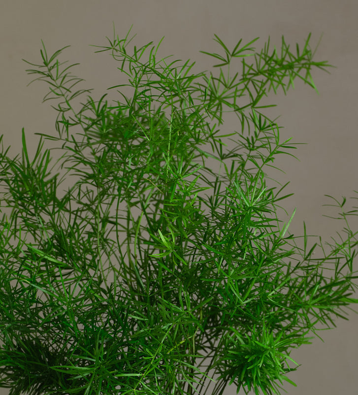 Asparagus Sprengeri
