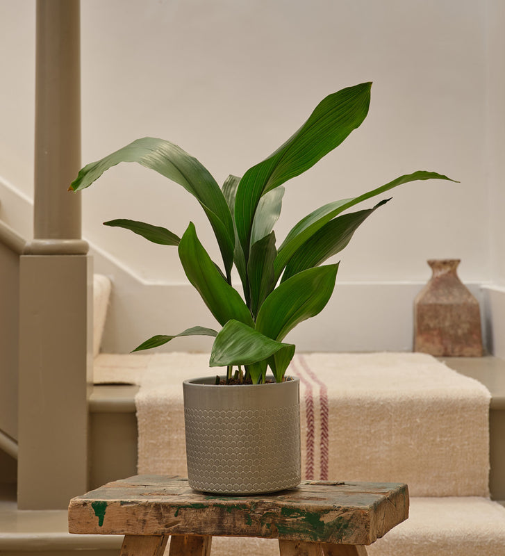cast iron plant in pot Cast Iron