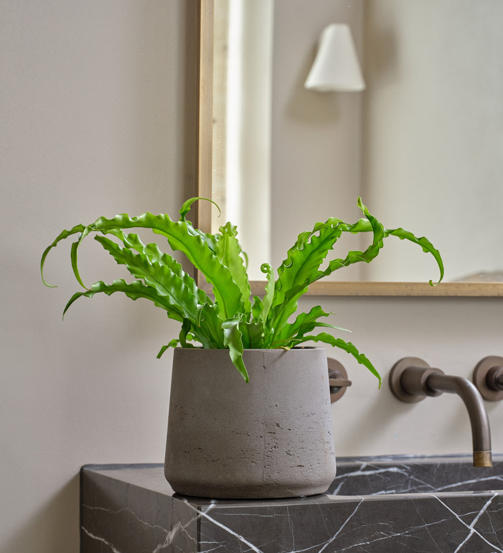 Birds Nest Fern