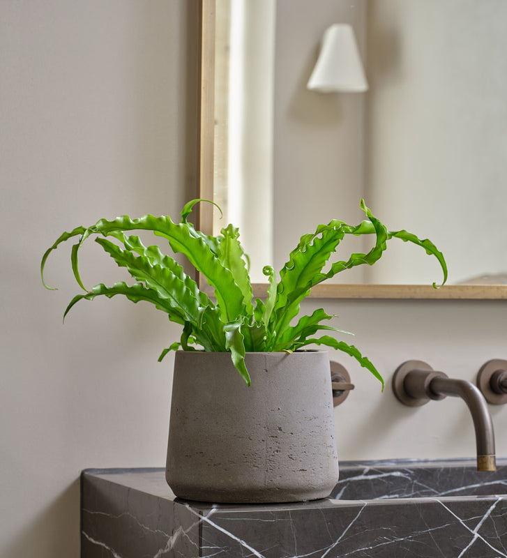 Birds Nest Fern