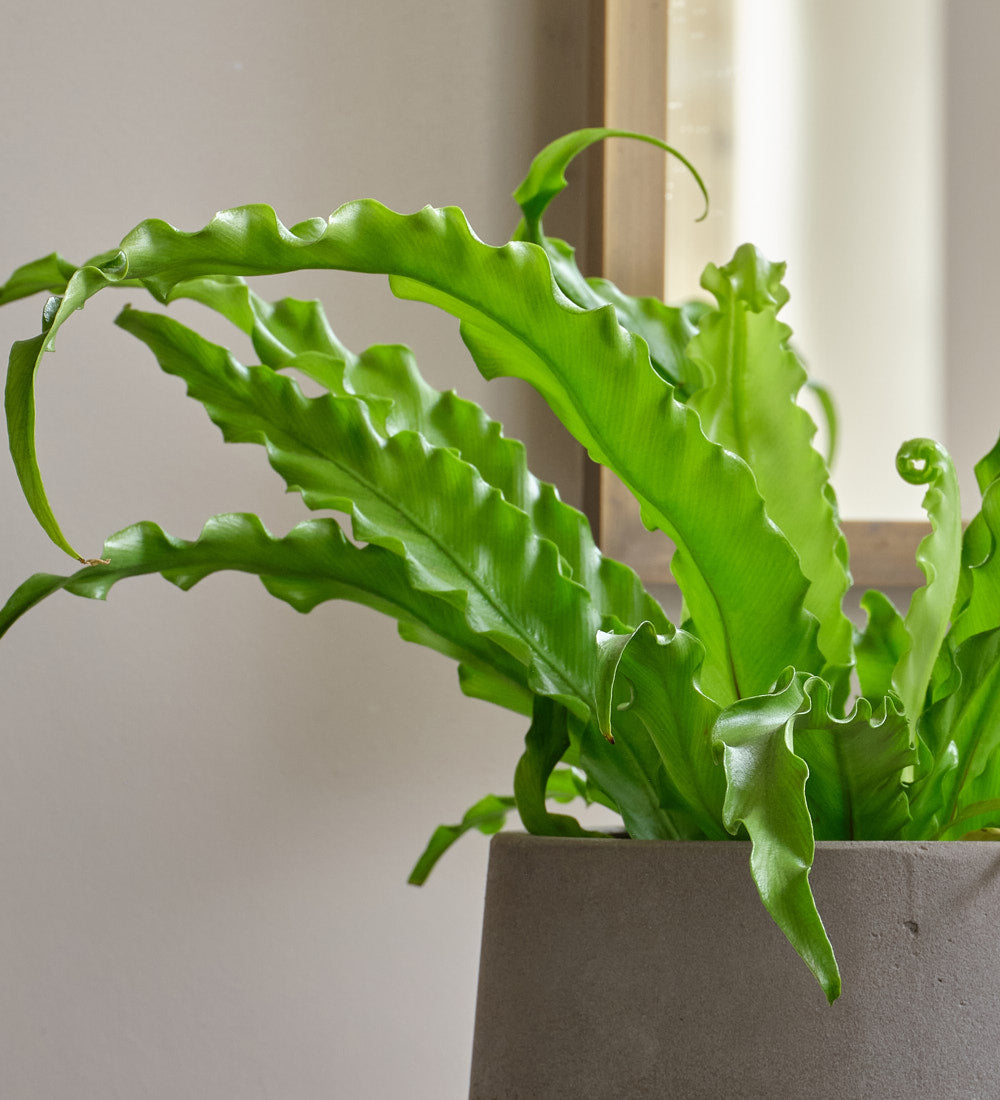 Birds Nest Fern