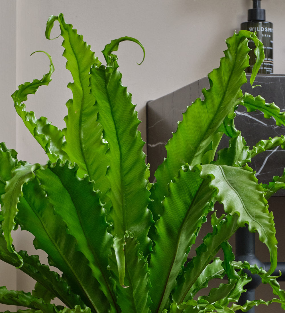 Birds Nest Fern