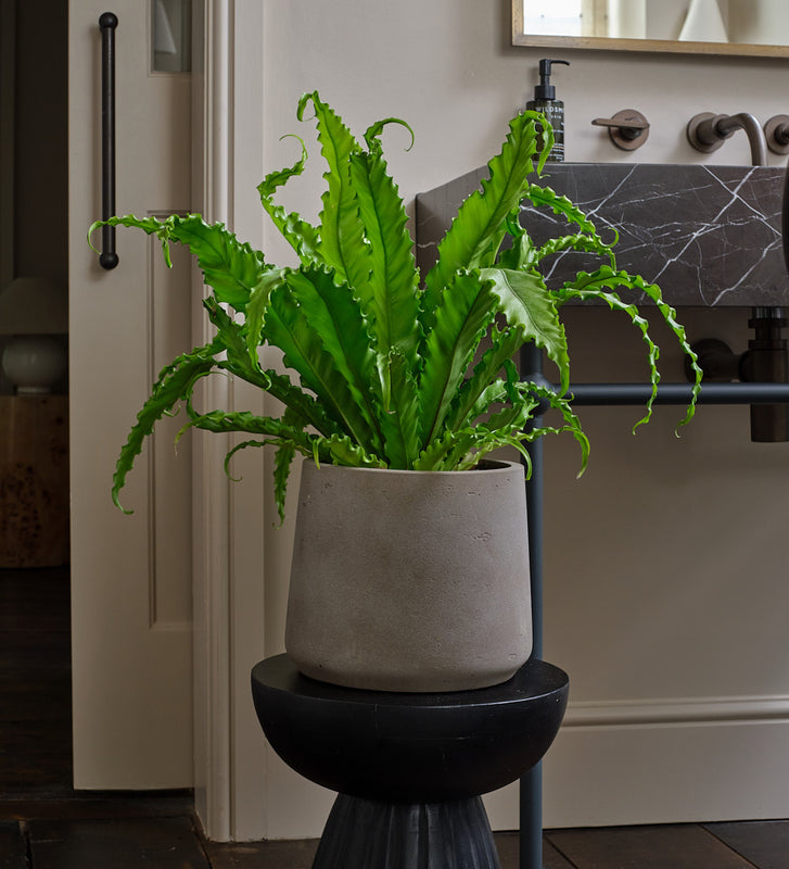 Birds Nest Fern
