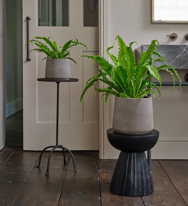 Birds Nest Fern