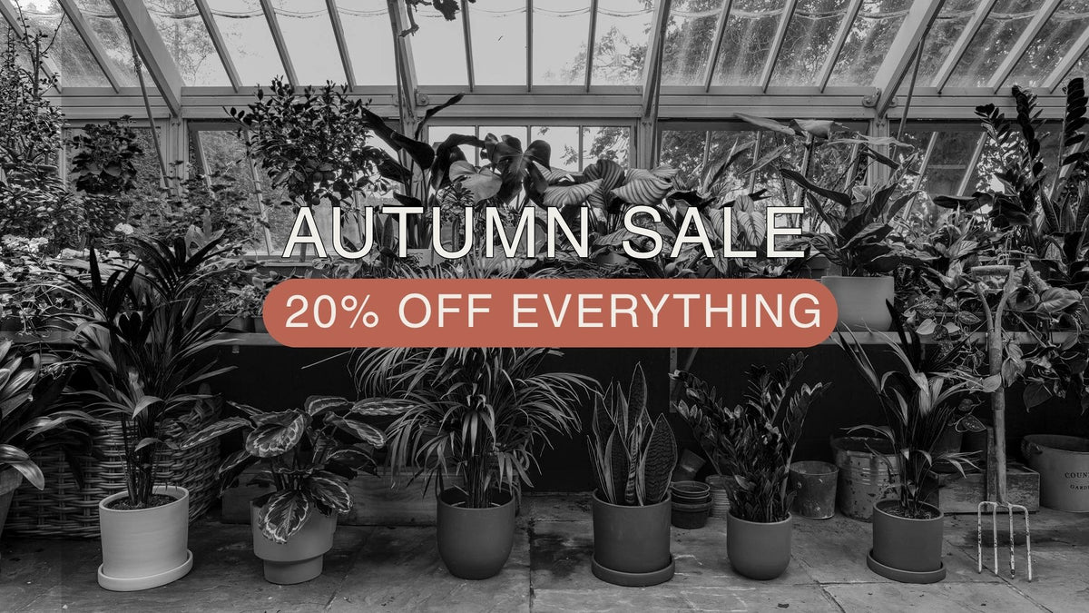 autumn sale