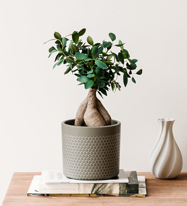 Ficus Ginseng & Pot