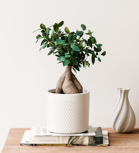 Ficus Ginseng & Pot
