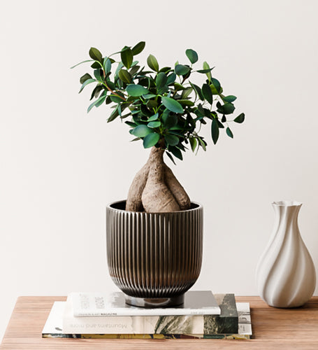 Ficus Ginseng & Pot