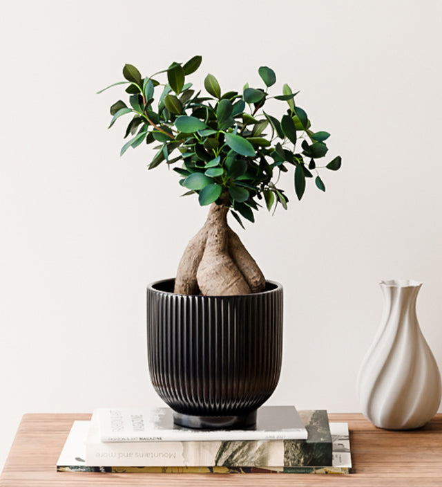 Ficus Ginseng & Pot