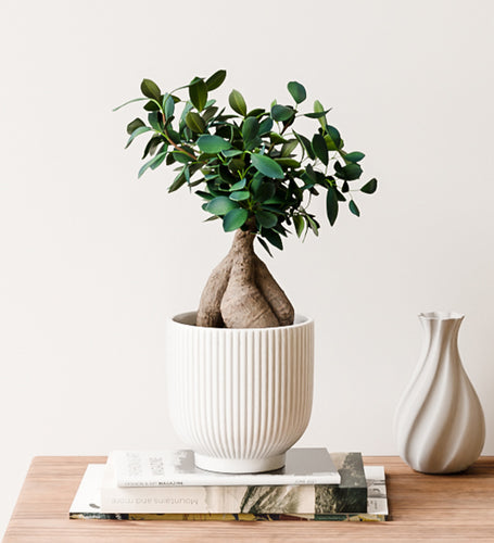 Ficus Ginseng & Pot