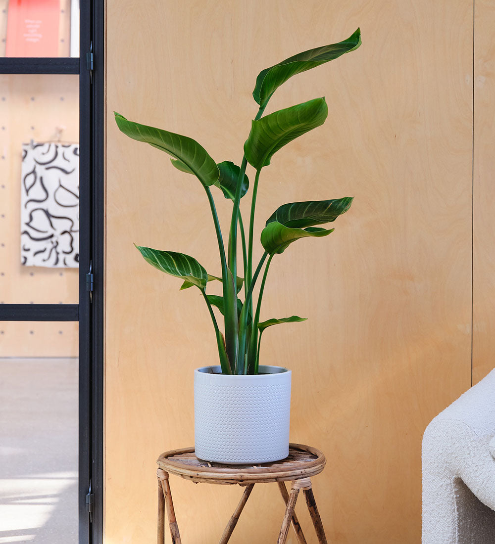 Bird of Paradise & Pot