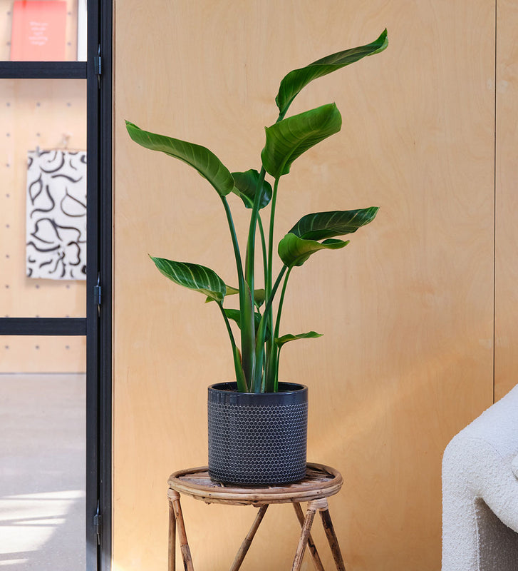 Bird of Paradise & Pot