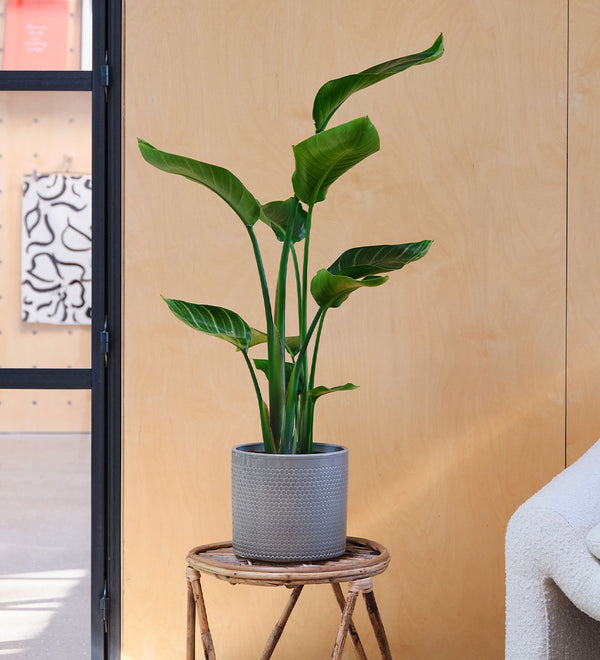 Bird of Paradise & Pot