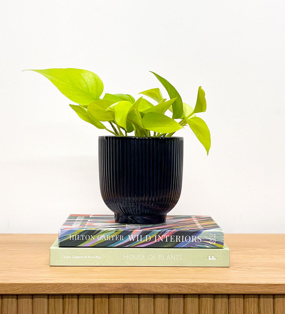 Neon Pothos & Pot
