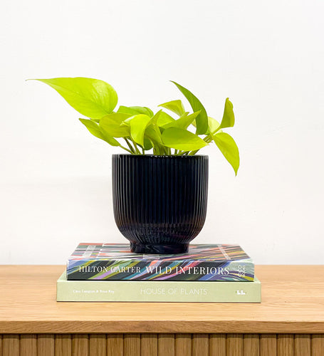 Neon Pothos & Pot