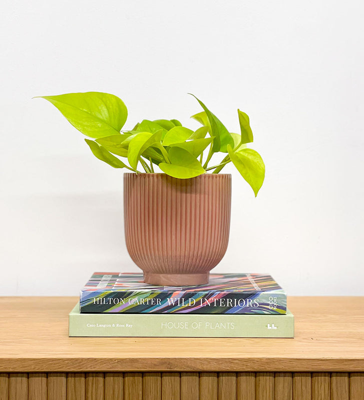 Neon Pothos & Pot