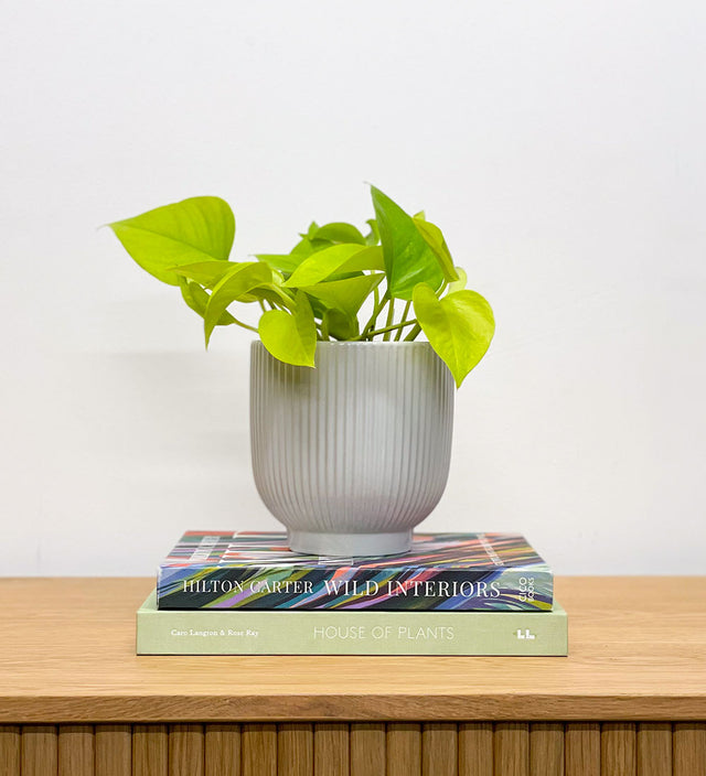 Neon Pothos & Pot