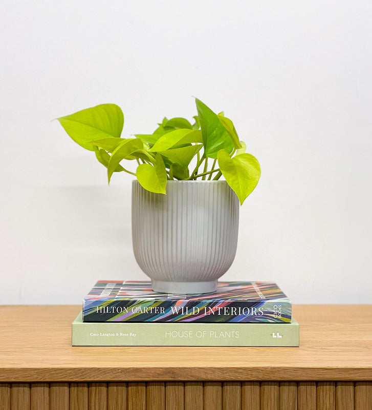 Neon Pothos & Pot