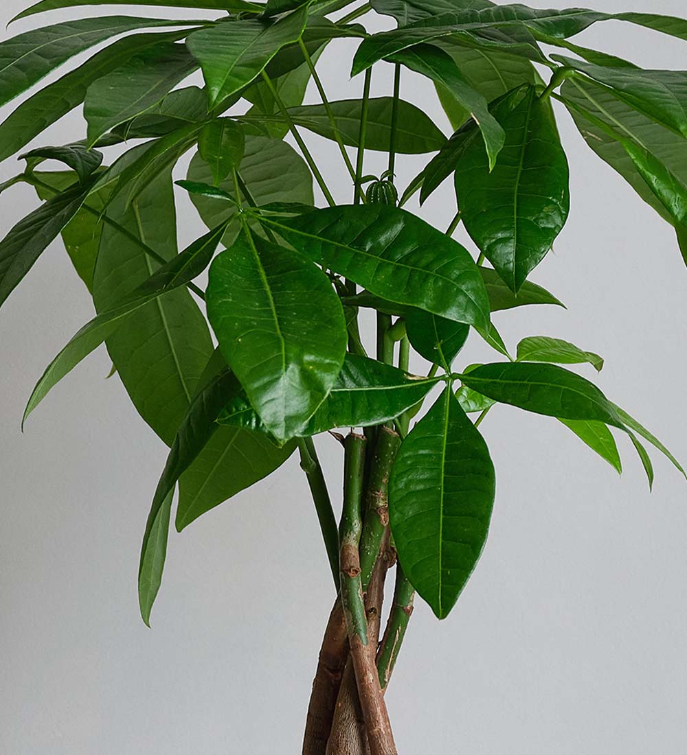 Money Tree & Pot