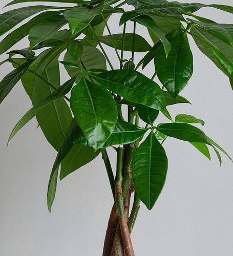 Money Tree & Pot
