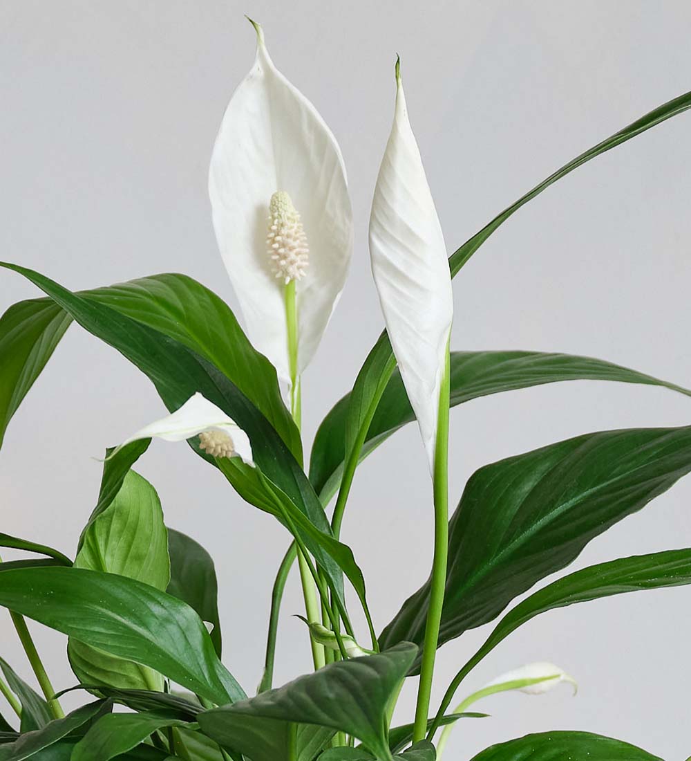 Peace Lily & Pot