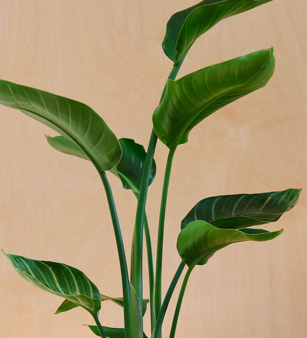 Bird of Paradise & Pot