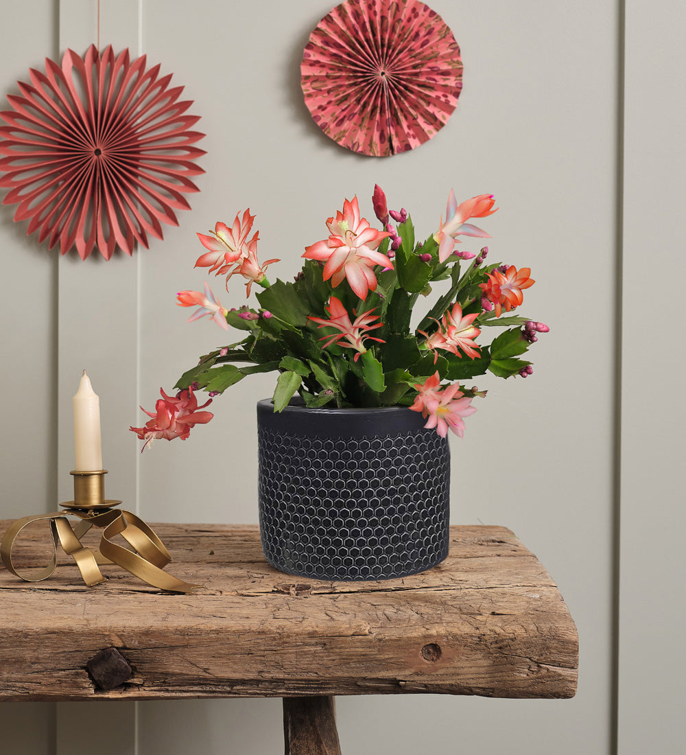 Apricot Christmas Cactus