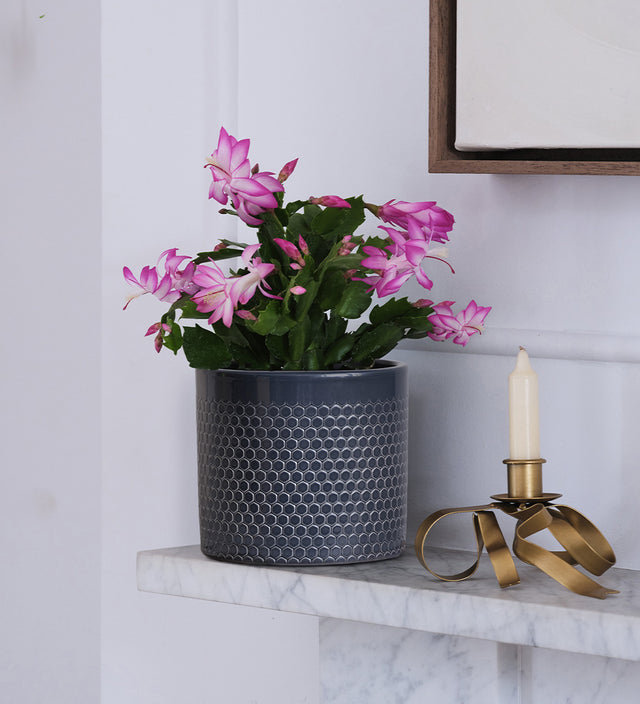 Pink Christmas Cactus & Pot