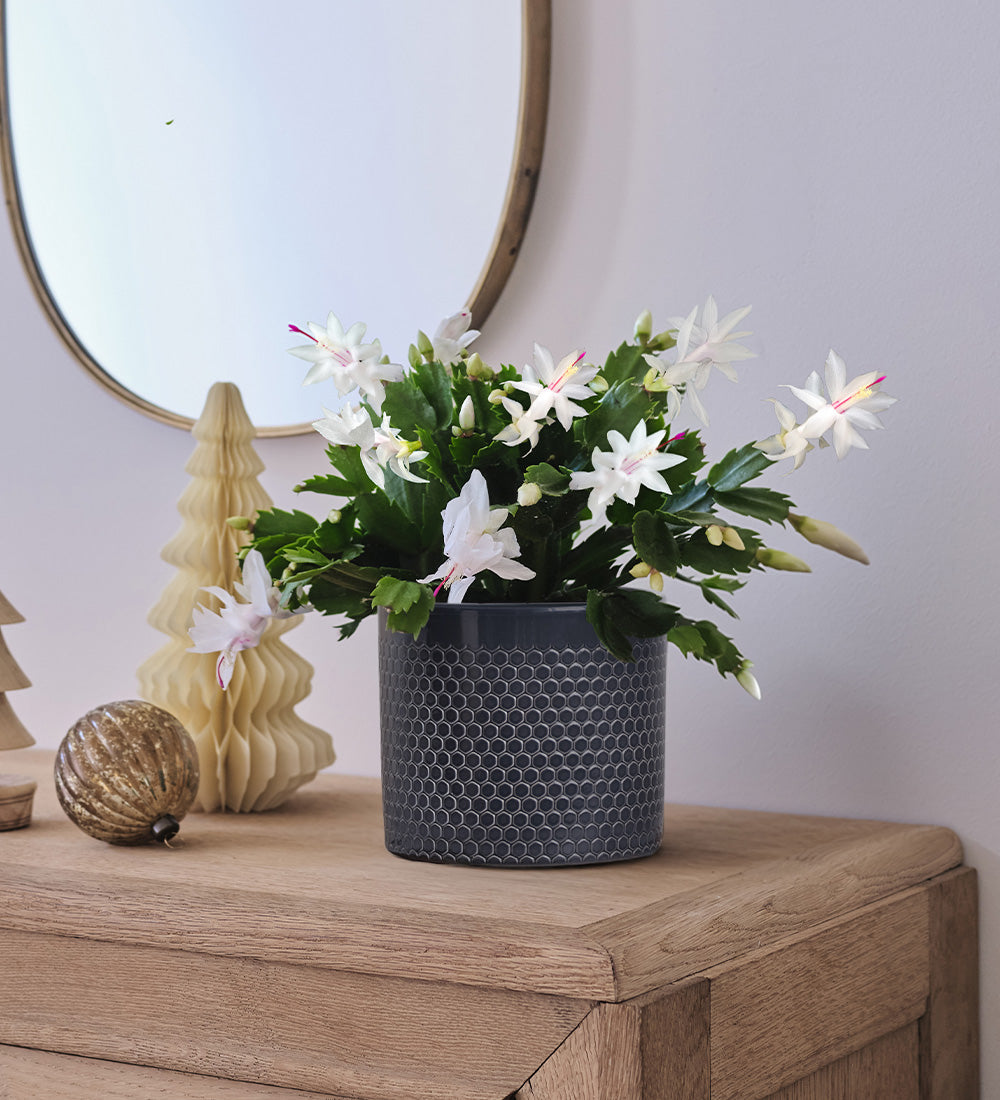 White Christmas Cactus & Pot