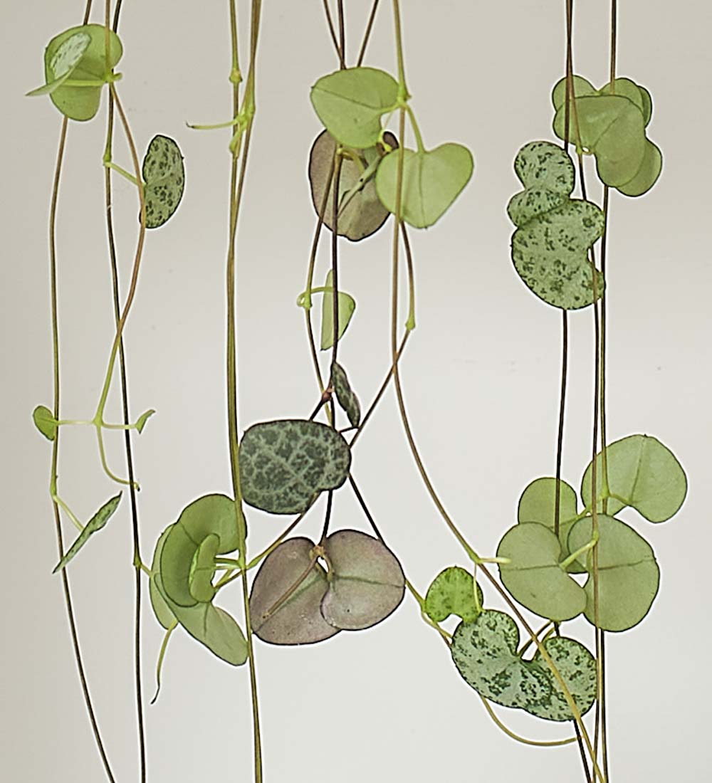 String of Hearts & Pot
