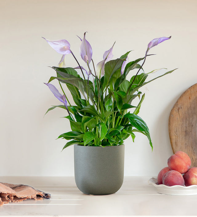 Lilac Peace Lily & Pot