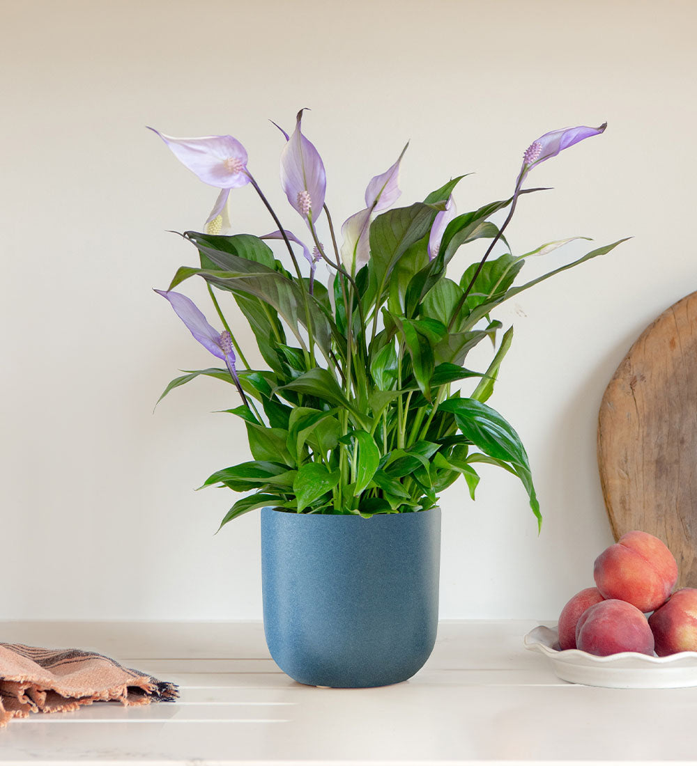 Purple Peace Lily & Pot