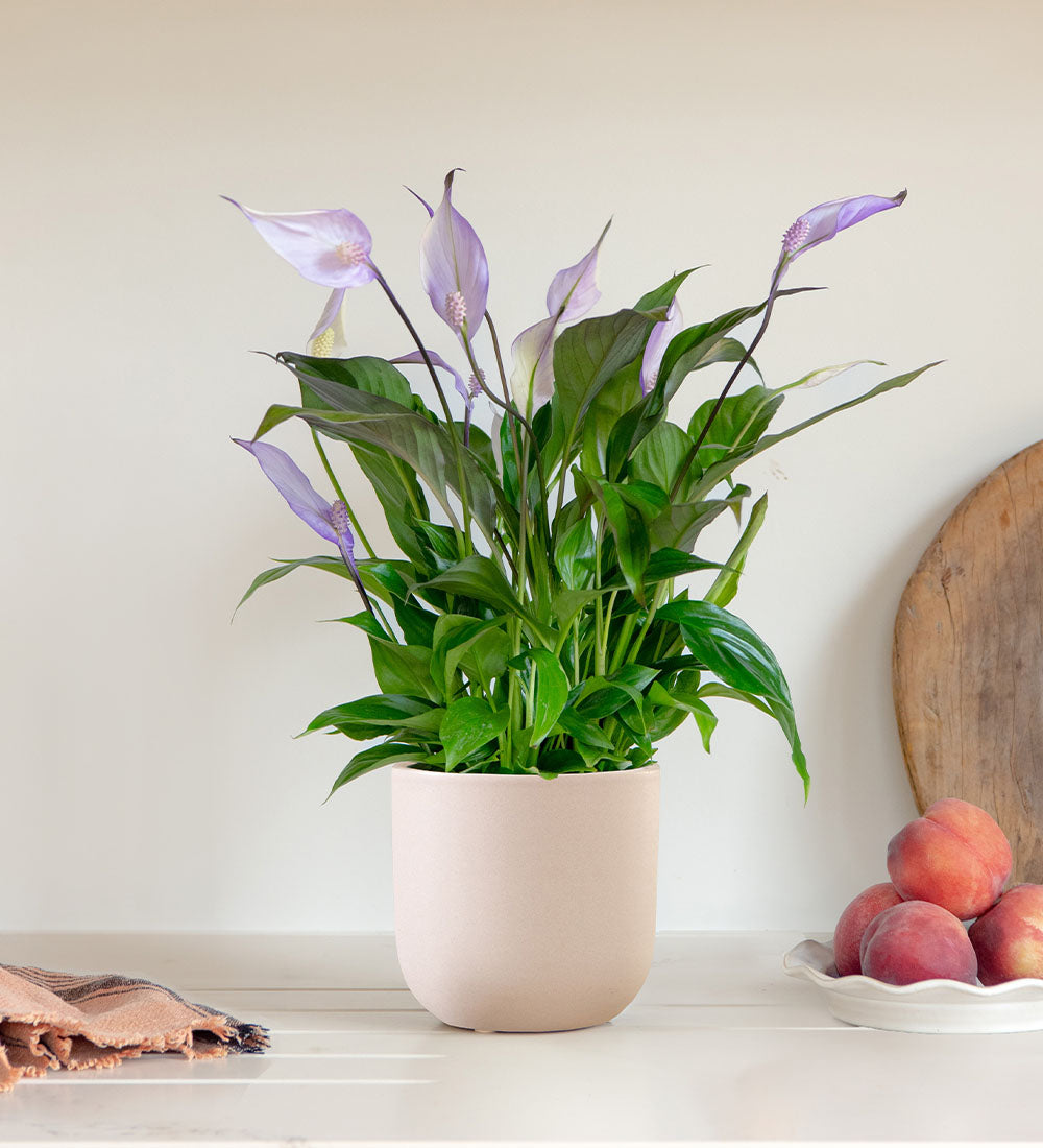 Purple Peace Lily & Pot