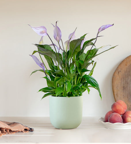 Purple Peace Lily & Pot