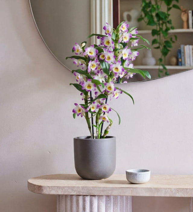 Pink Bamboo Orchid