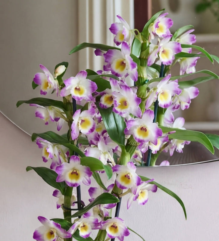 Pink Bamboo Orchid