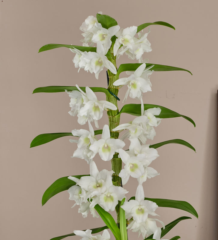 Bamboo Orchid