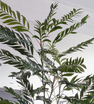 Artificial Bamboo Palm