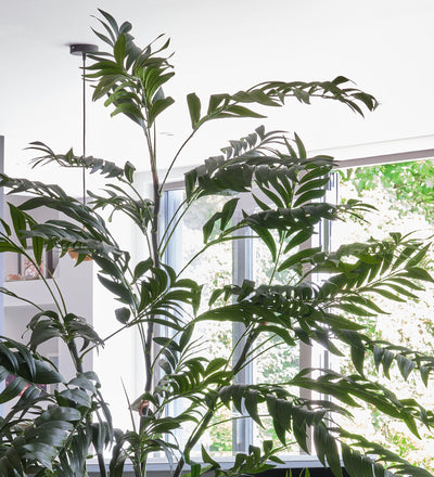 Artificial Bamboo Palm