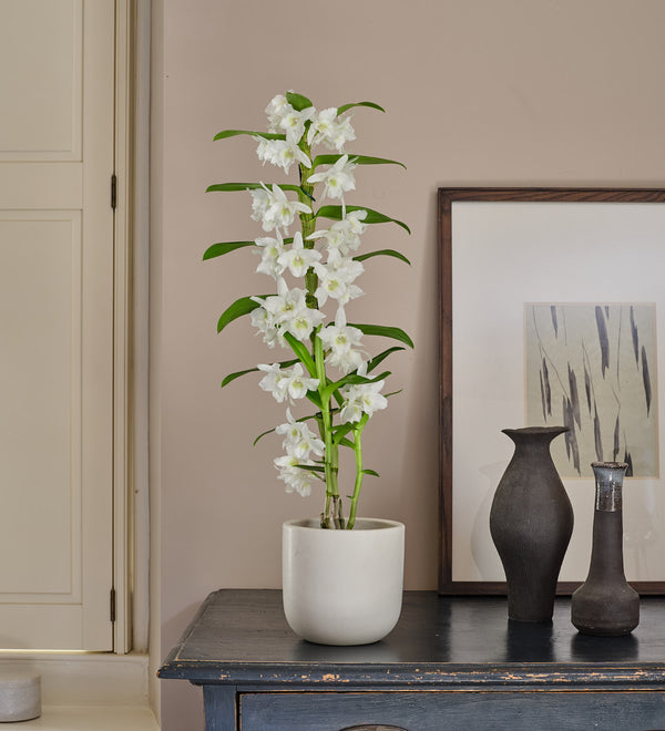 Bamboo Orchid