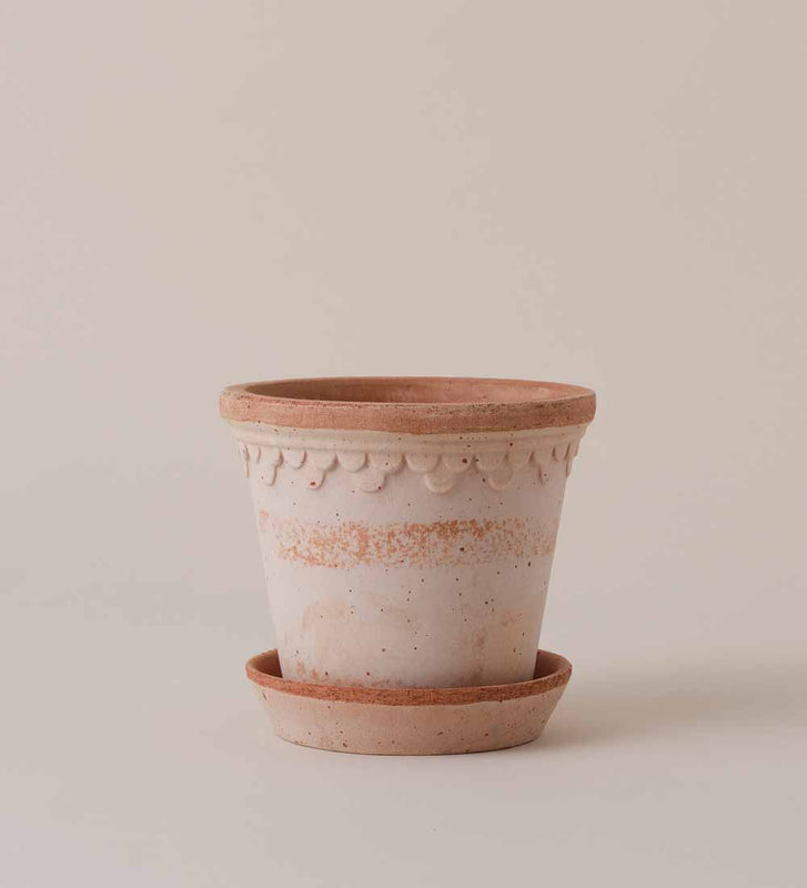Rose Bergs Pot 12cm