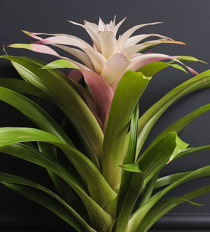Bromelia Candy & Pot