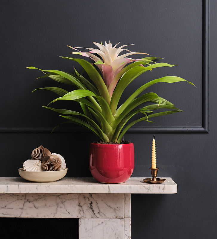 Bromelia Candy & Pot