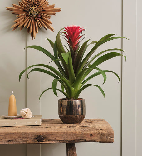 Bromelia Red Hope & Pot