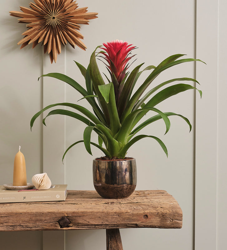 Bromelia Red Hope & Pot