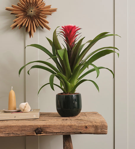 Bromelia Red Hope & Pot