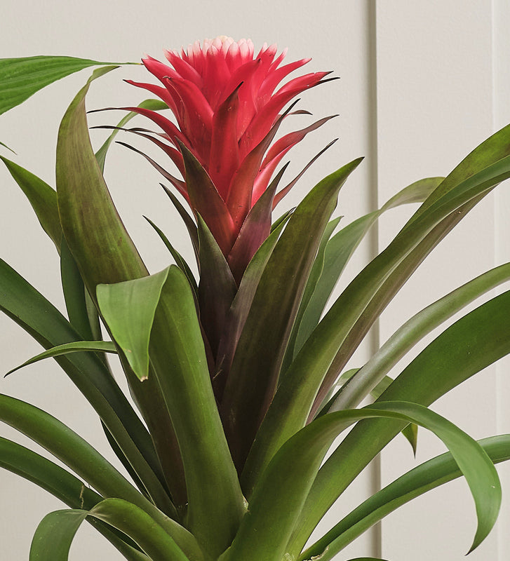 Bromelia Red Hope & Pot