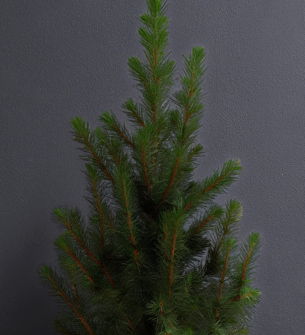 Picea & Pot