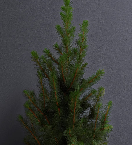 Picea & Pot